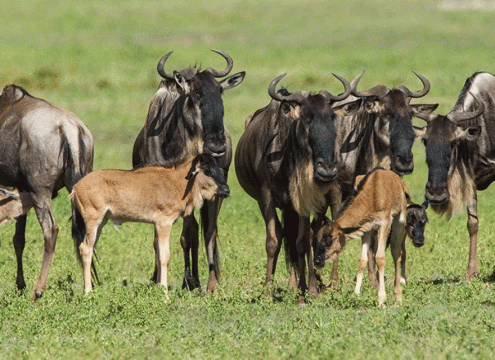 5 Days Serengeti Calving Season Safari