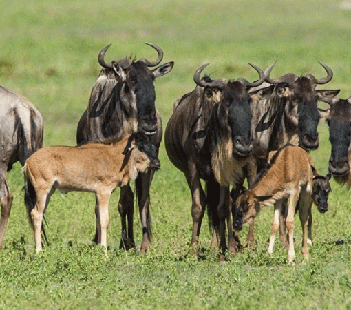 5 Days Serengeti Calving Season Safari