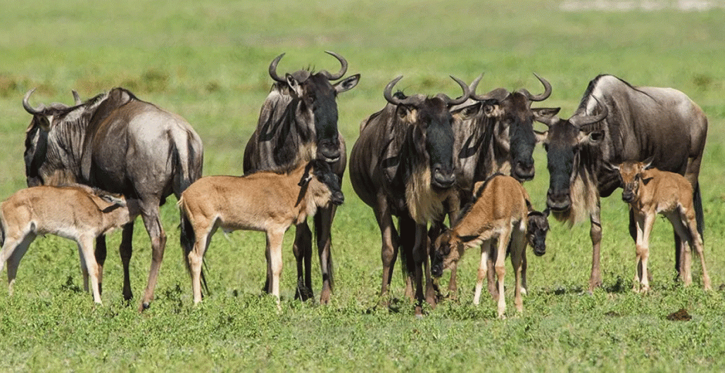 5 Days Serengeti Calving Season Safari