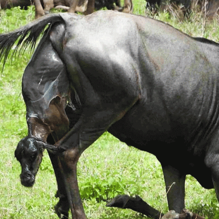 Can You Guarantee Seeing Wildebeest Births During a Ndutu Safari?