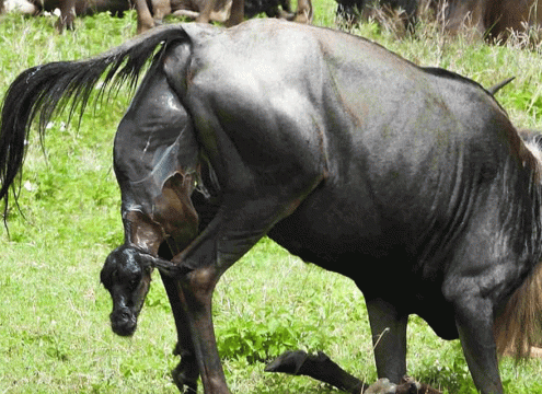 7-Day Luxury Ndutu Calving Season Safari