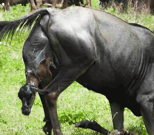7-Day Luxury Ndutu Calving Season Safari