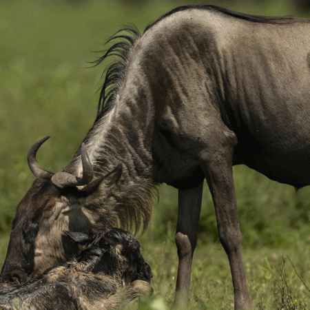 What to Expect on a Typical Day During Ndutu Calving Season