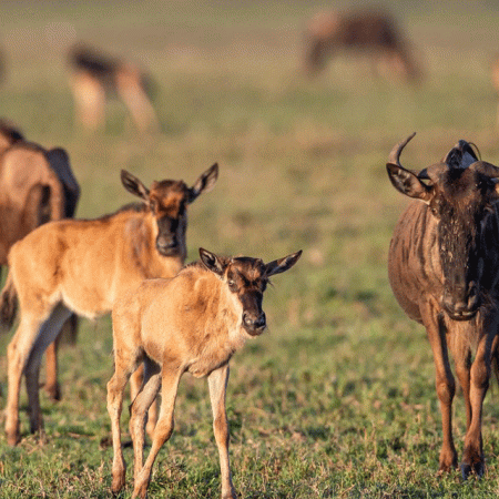 Ndutu Calving Season Safari Cost Per Person