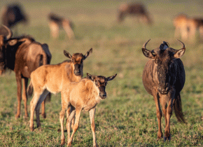 5-Day Ndutu Calving and Predator Action Safari