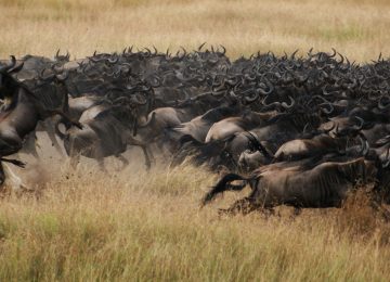 5 Days Best Serengeti Safari Package