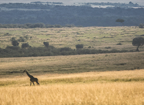 6 Days Serengeti Nature Safari