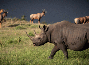 3 Days Safari Serengeti and Ngorongoro Crater