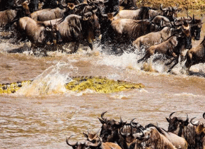 4 Days Mid-Range Serengeti Safari