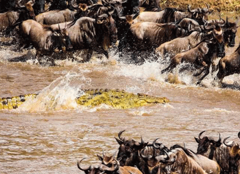 4 Days Mid-Range Serengeti Safari