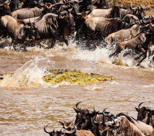 4 Days Mid-Range Serengeti Safari