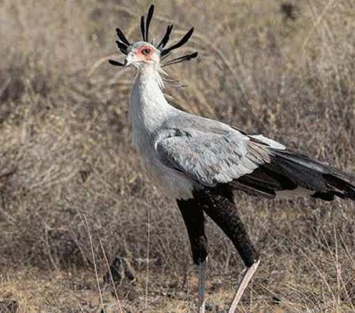 Birdwatching in Serengeti Top Species to Look For
