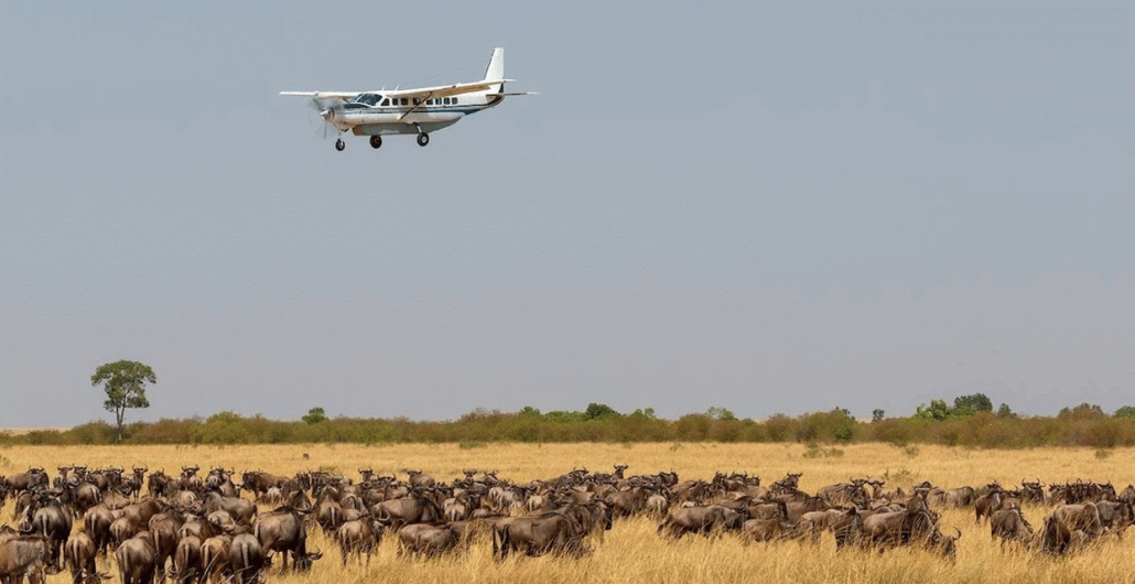 Complete Guide of Serengeti Safari from the UK