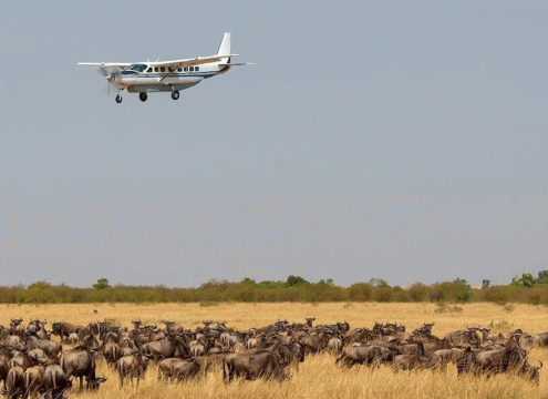 4 Day Fly-In Ndutu Calving Season Safari