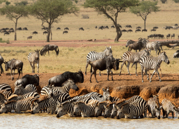 5 Days Serengeti Fly-In Safari – Two Zones, Four Dawns