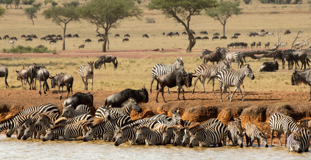 5 Days Serengeti Fly-In Safari – Two Zones, Four Dawns