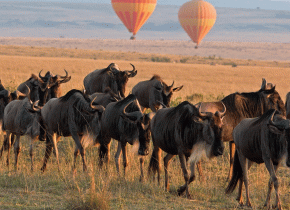 Best Time to Follow Serengeti Safari Routes