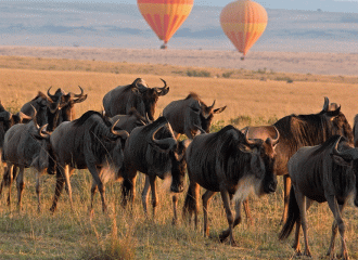 8 Days Luxury Serengeti Great Migration Safari