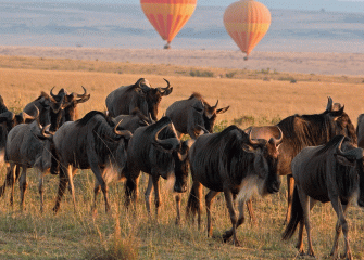 8 Days Luxury Serengeti Great Migration Safari