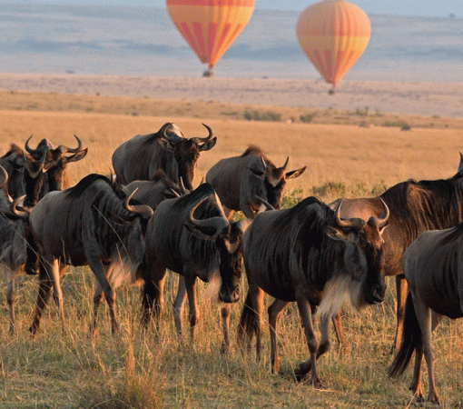 Best Time to Follow Serengeti Safari Routes