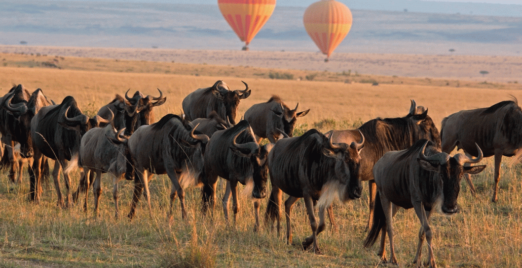 The Best Serengeti Great Migration Safari in Tanzania