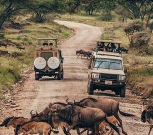 Serengeti Safari Packages from Dar es Salaam with Easy Transfers