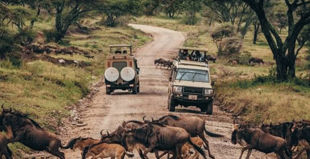 5 Days Classic Northern Circuit Safari