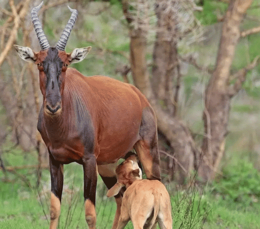 A Month-by-Month Guide to Weather in Serengeti National Park