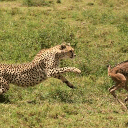 Calving Season in Serengeti: A Complete Visitor’s Guide