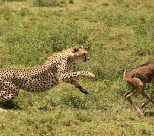 Serengeti Safari Packages from Arusha