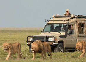 4 Days Mid-Range Serengeti Safari