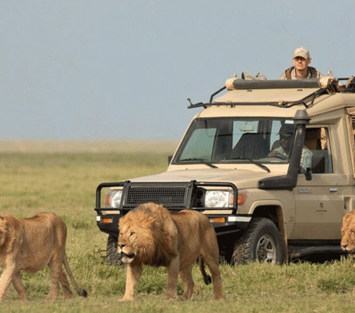 4 Days Mid-Range Serengeti Safari