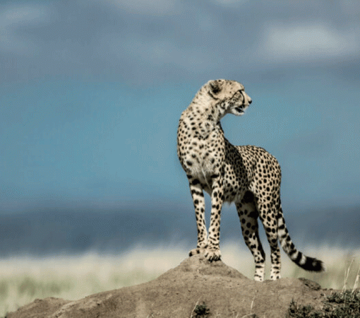 How to Travel Responsibly on a Safari Adventure