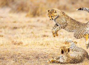 3 Days Budget Serengeti Safari
