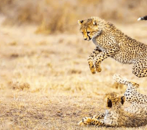 3 Days Budget Serengeti Safari