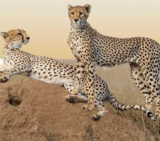 Best Safari Routes for Wildlife Viewing in Serengeti.