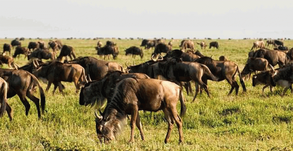 5 Days Serengeti Calving Season Safari