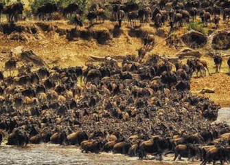8 Days Mara River Crossing & Big Five Safari