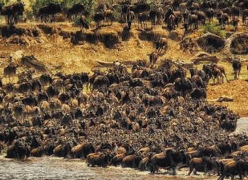 8 Days Mara River Crossing & Big Five Safari