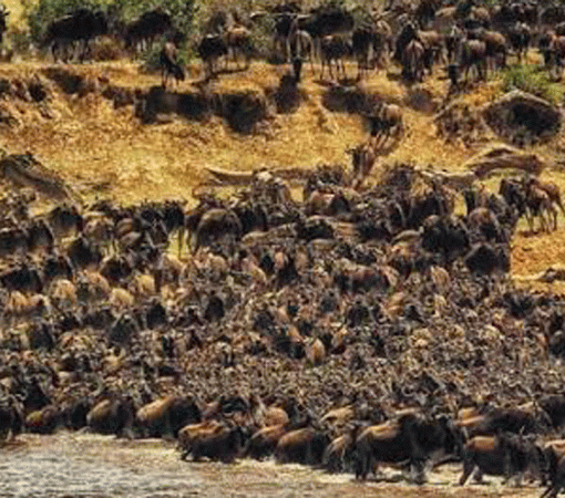 8 Days Mara River Crossing & Big Five Safari