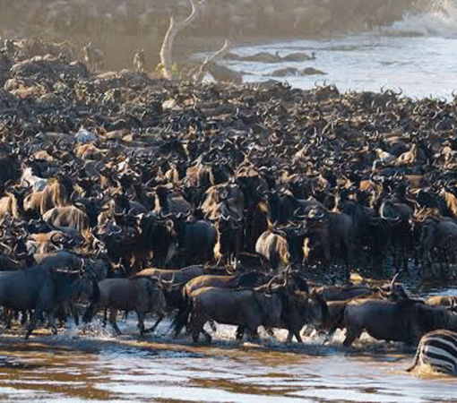 Tanzania Safari vs Kenya Safari Which Is Better?