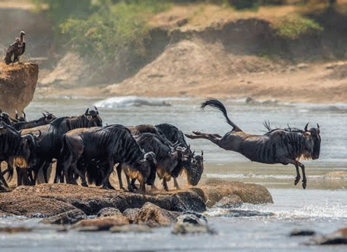 7-Day Great Migration Safari