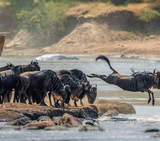 7-Day Great Migration Safari