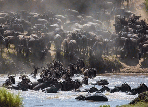 6 Days Best Serengeti Migration Safari