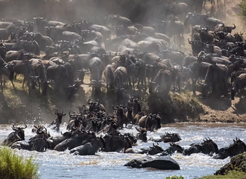 6 Days Best Serengeti Migration Safari