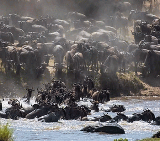 6 Days Best Serengeti Migration Safari