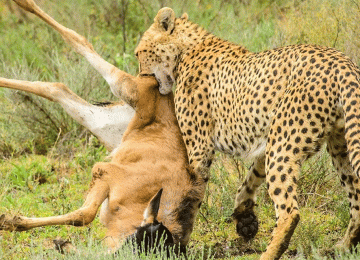 Predator during migration national Park