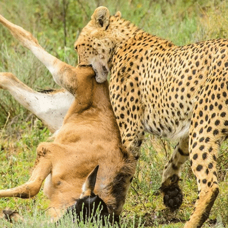 Serengeti Safari Packages in Tanzania
