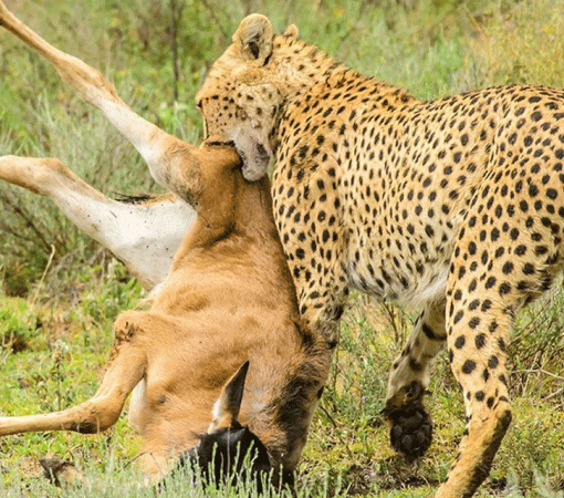 Predator during migration national Park