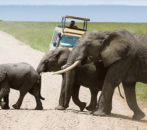 Exclusive Serengeti Luxury Safari Packages with 4x4 Land Cruisers
